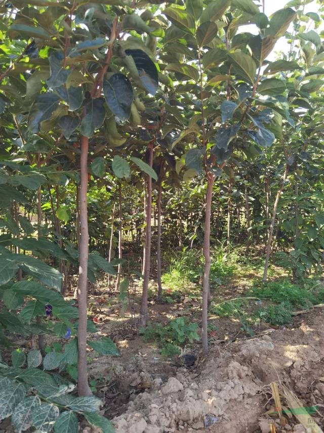 山西甜柿子苗價格，一公分陽豐甜柿子買不買，