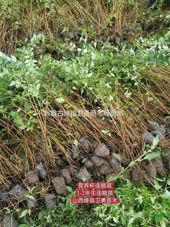 2020年【连翘】连翘苗-价格-图片-产地报价表