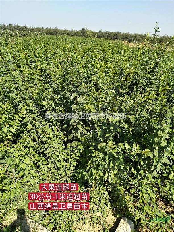 2020年【连翘】连翘苗-价格-图片-产地报价表