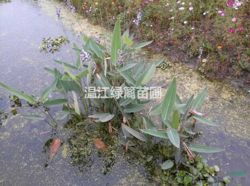 成都再力花種植基地