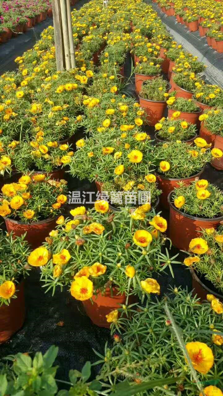 四川哪里有太陽(yáng)花買？