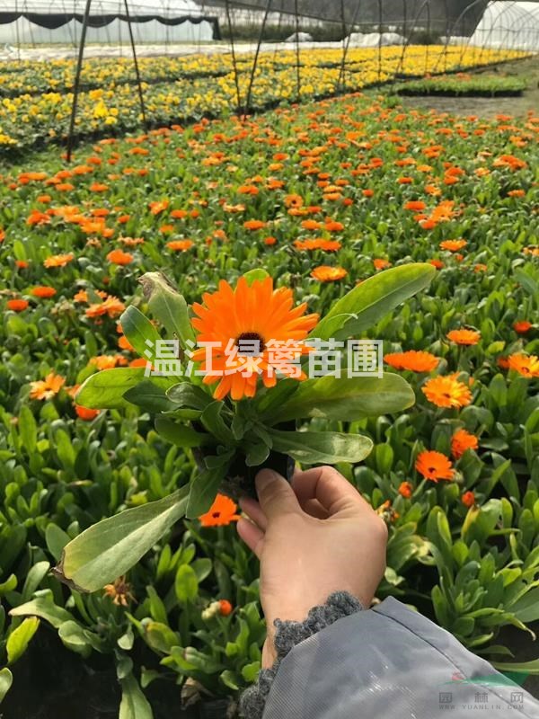 成都金盞菊批發(fā)基地