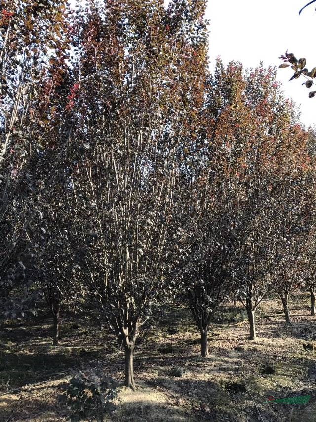 紅葉李報價，紅葉李最新價格，紅葉李產(chǎn)地直銷