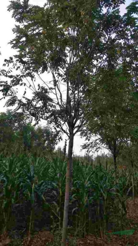 10公分香花槐基地直發(fā)現(xiàn)挖現(xiàn)賣