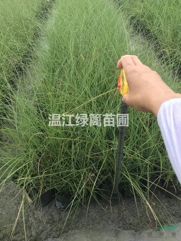 成都哪里有細葉芒買