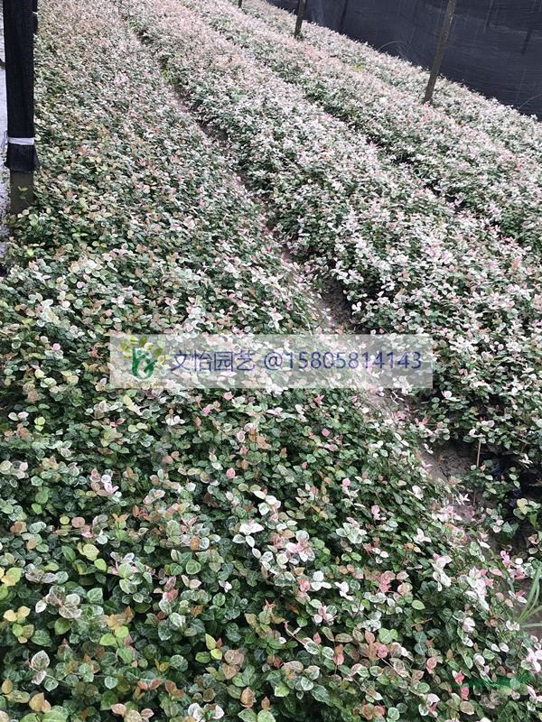 花葉絡石、黃金絡石、金葉絡石-基地直銷