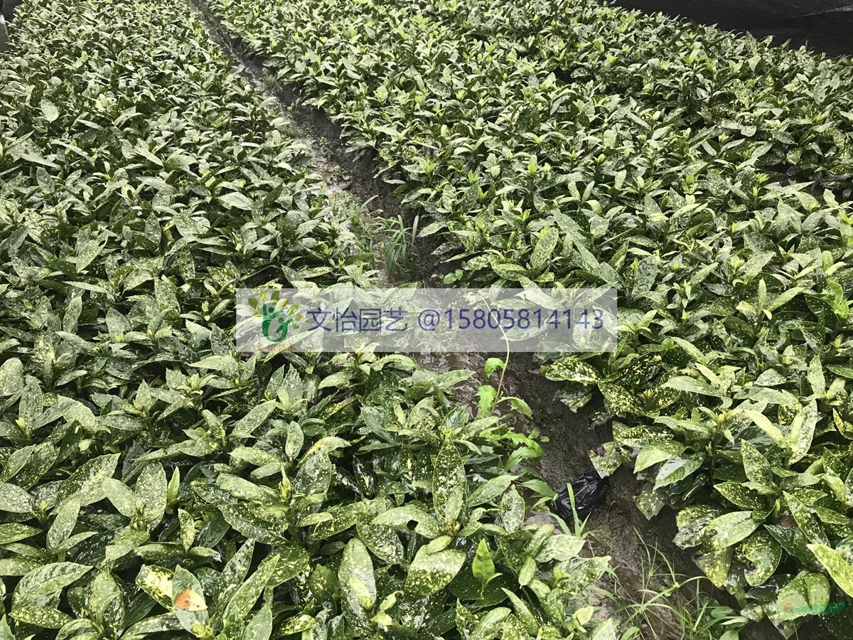 花葉青木（灑金珊瑚）、桃葉珊瑚-大棚栽培