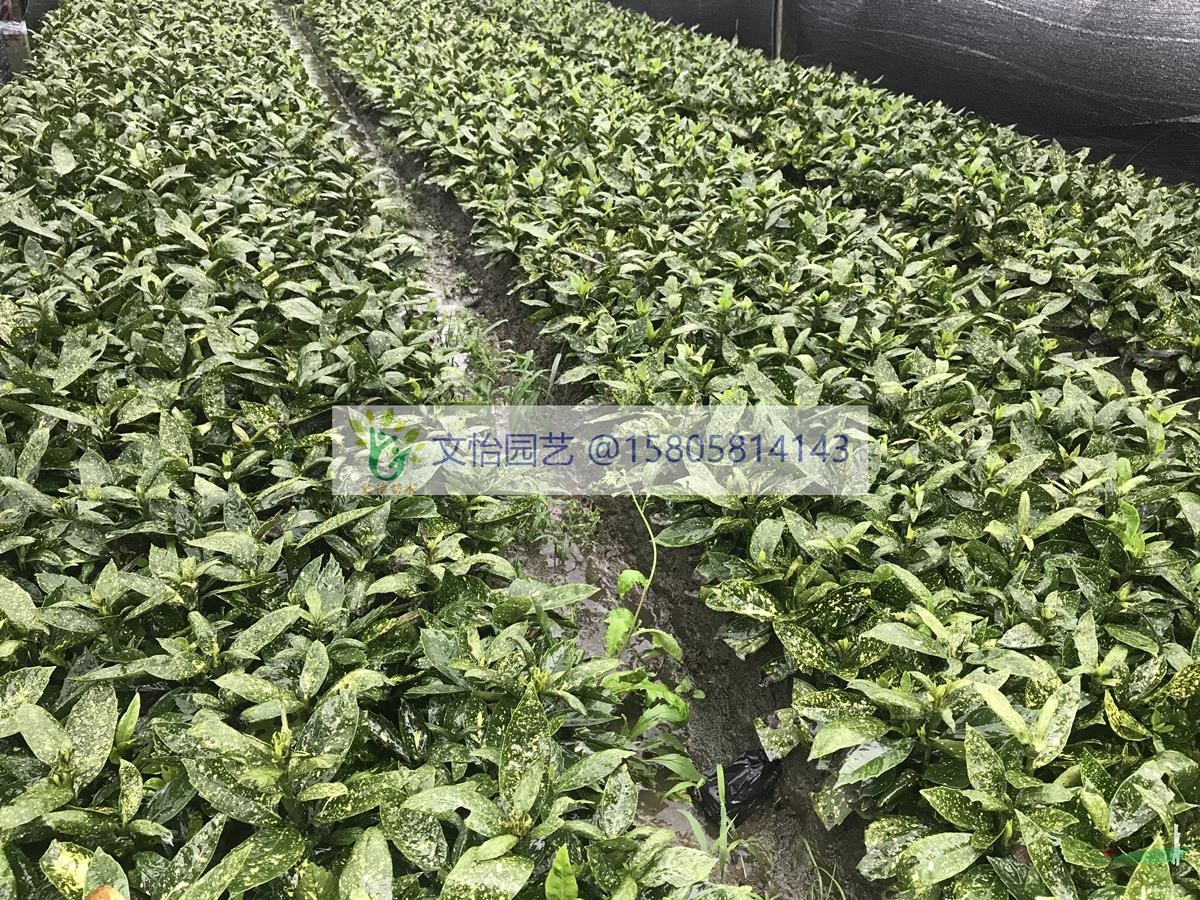 花葉青木（灑金珊瑚）、桃葉珊瑚-大棚栽培
