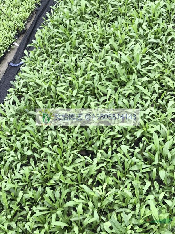 金雞菊、地被菊、國慶菊-小棚育苗