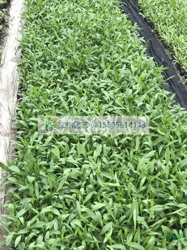 金雞菊、地被菊、國慶菊-小棚育苗