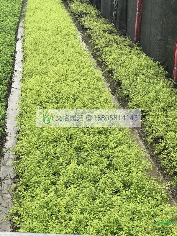 金葉女貞、日本女貞、小葉女貞-品種齊全