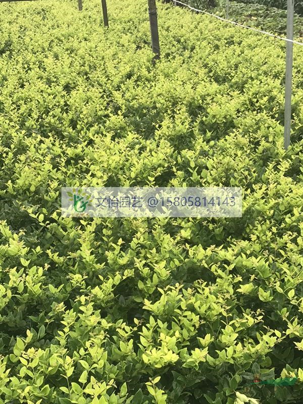 金葉女貞、日本女貞、小葉女貞-品種齊全