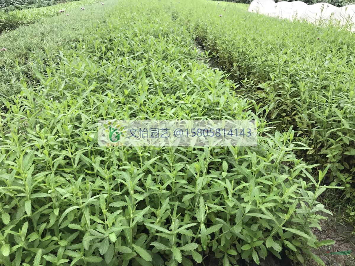 馬鞭草/美麗月見草-各類草花
