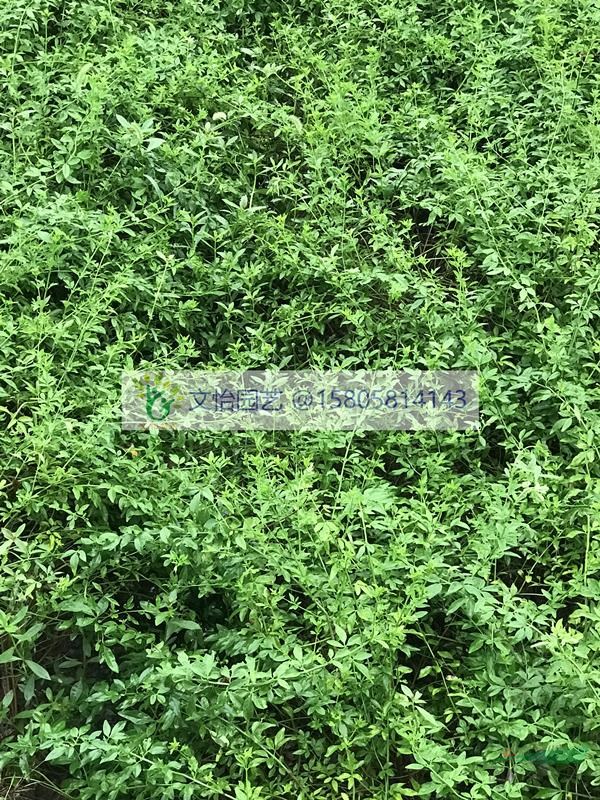 迎春花-優(yōu)質(zhì)優(yōu)價(jià)