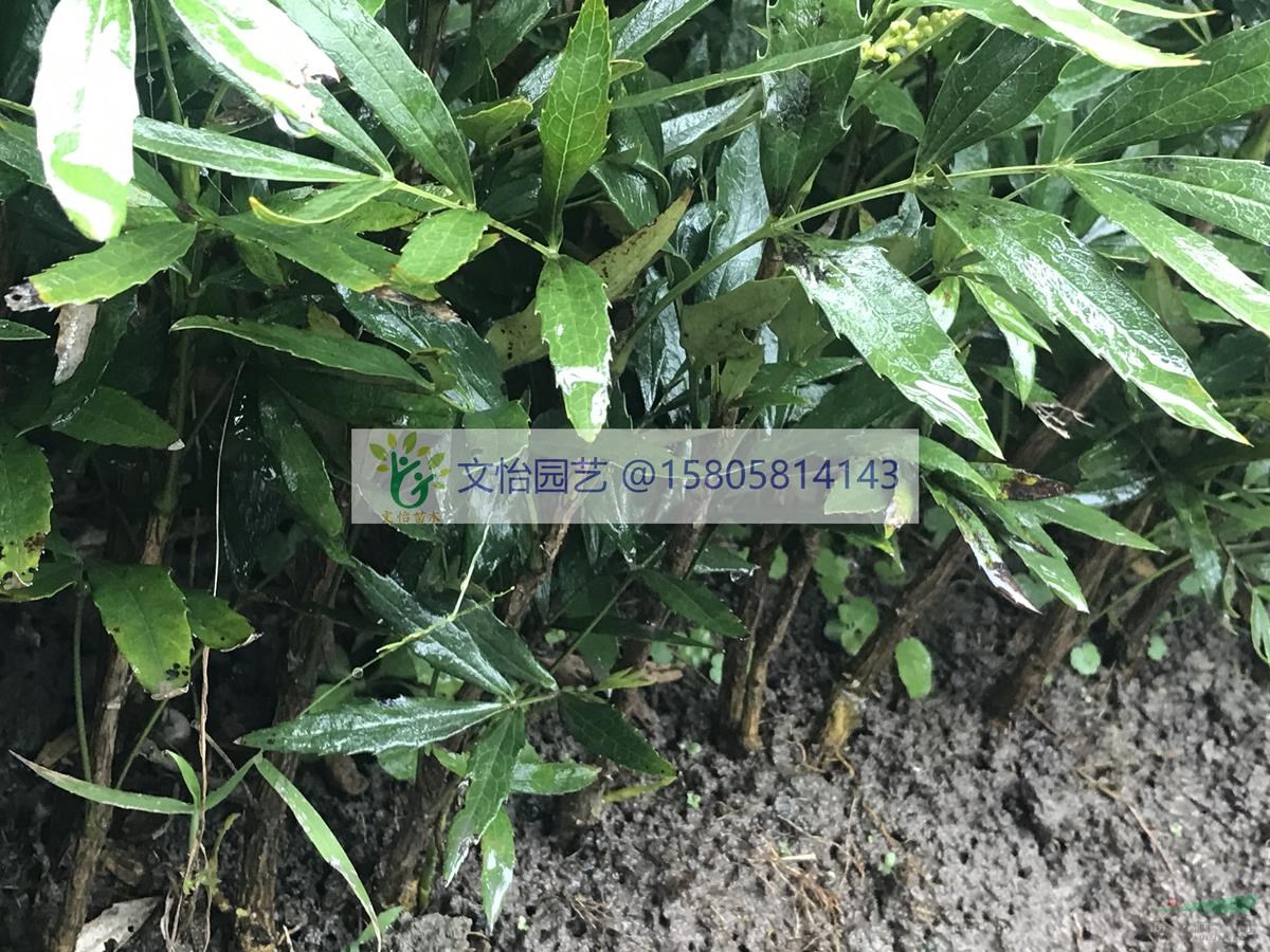 十大功劳（窄叶/阔叶）-苗圃直销