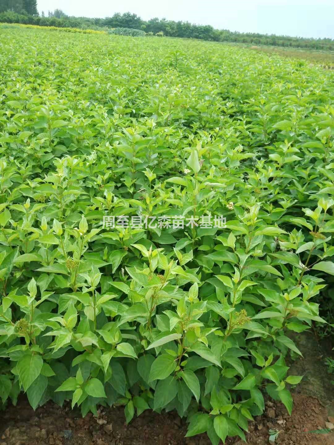 陜西周至紅瑞木苗圃基地 西安紅柳/紅瑞木苗木周至種植量大