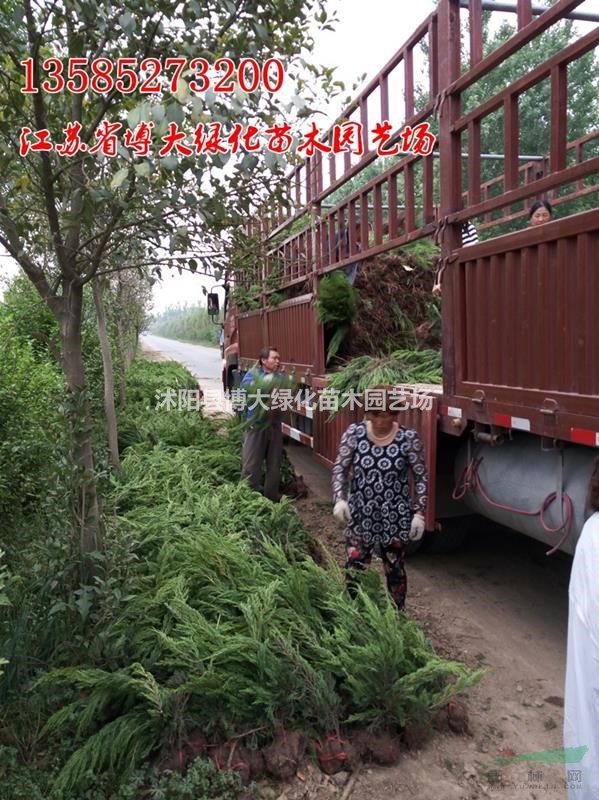 龍柏工程苗高40-50公分批發(fā)供應 自產自銷 量大價低