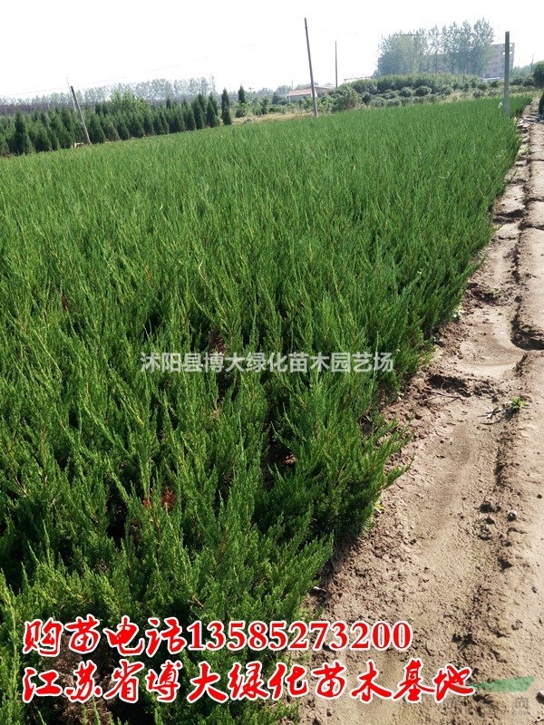 龍柏工程苗高40-50公分批發(fā)供應 自產自銷 量大價低