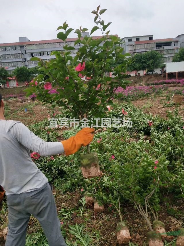 四川三角梅基地籠子紫色40-50高冠價:5元1株，中國紅籠子