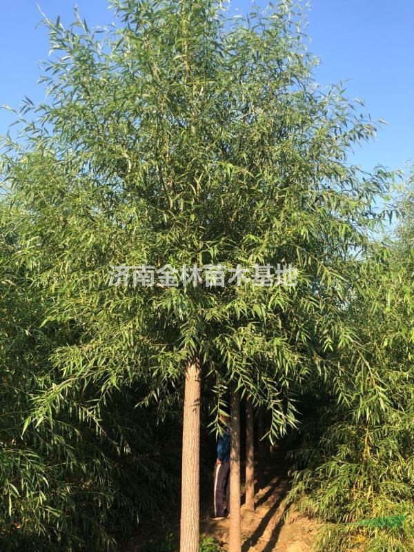 大量供應(yīng)8公分柳樹、10公分柳樹、12公分柳樹價(jià)格