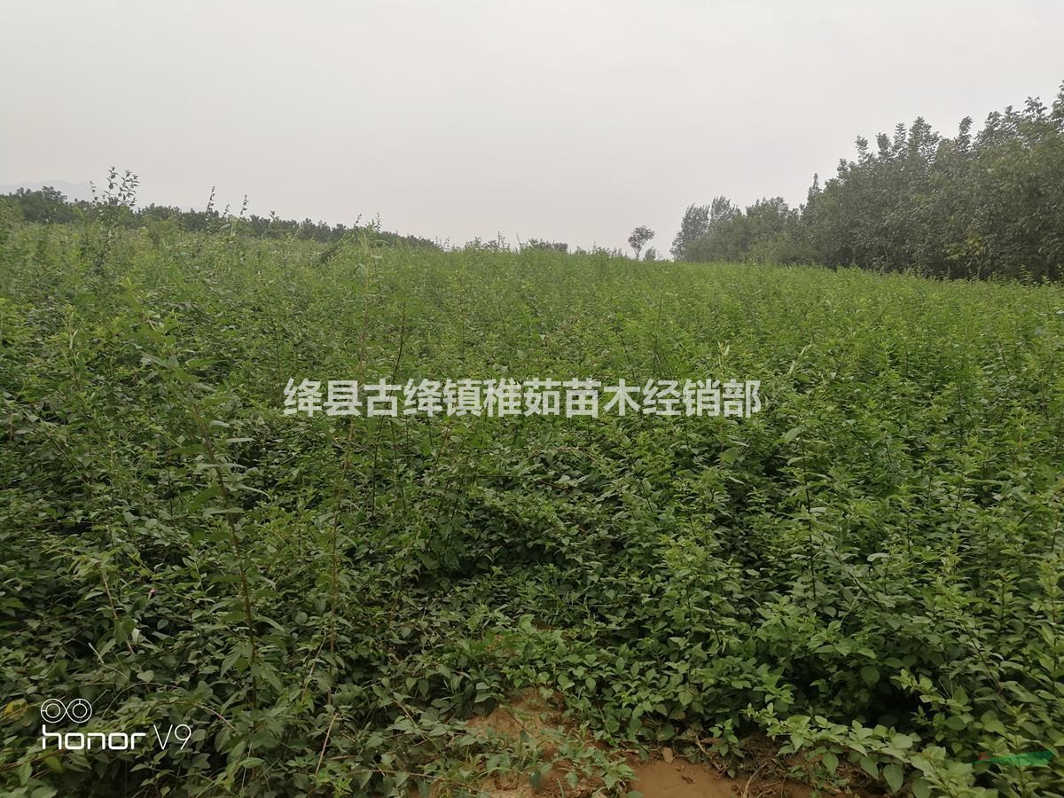 药用连翘苗多少钱一棵？？荒山绿化药用连翘苗育苗基地直供_量大