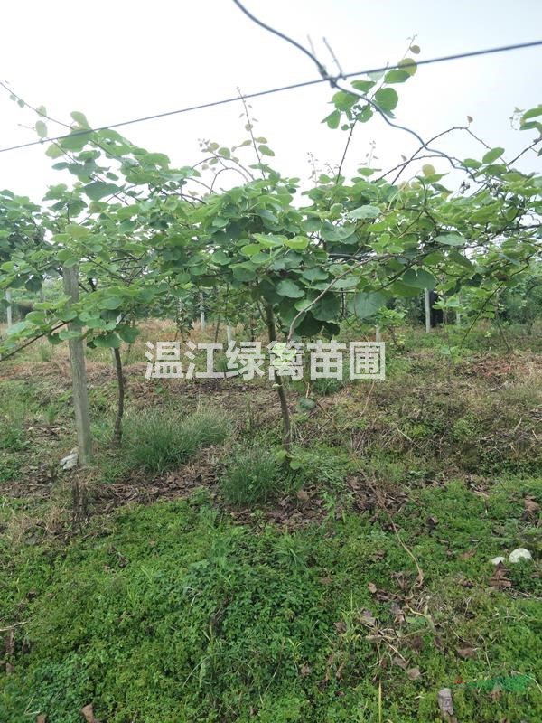 成都獼猴桃種植基地