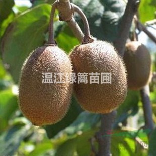 成都獼猴桃種植基地