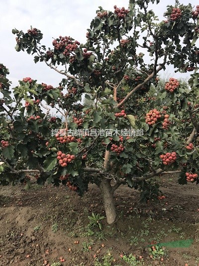 8公分山楂樹價格9公分山楂樹多少錢一棵10公分山楂樹批發(fā)價格