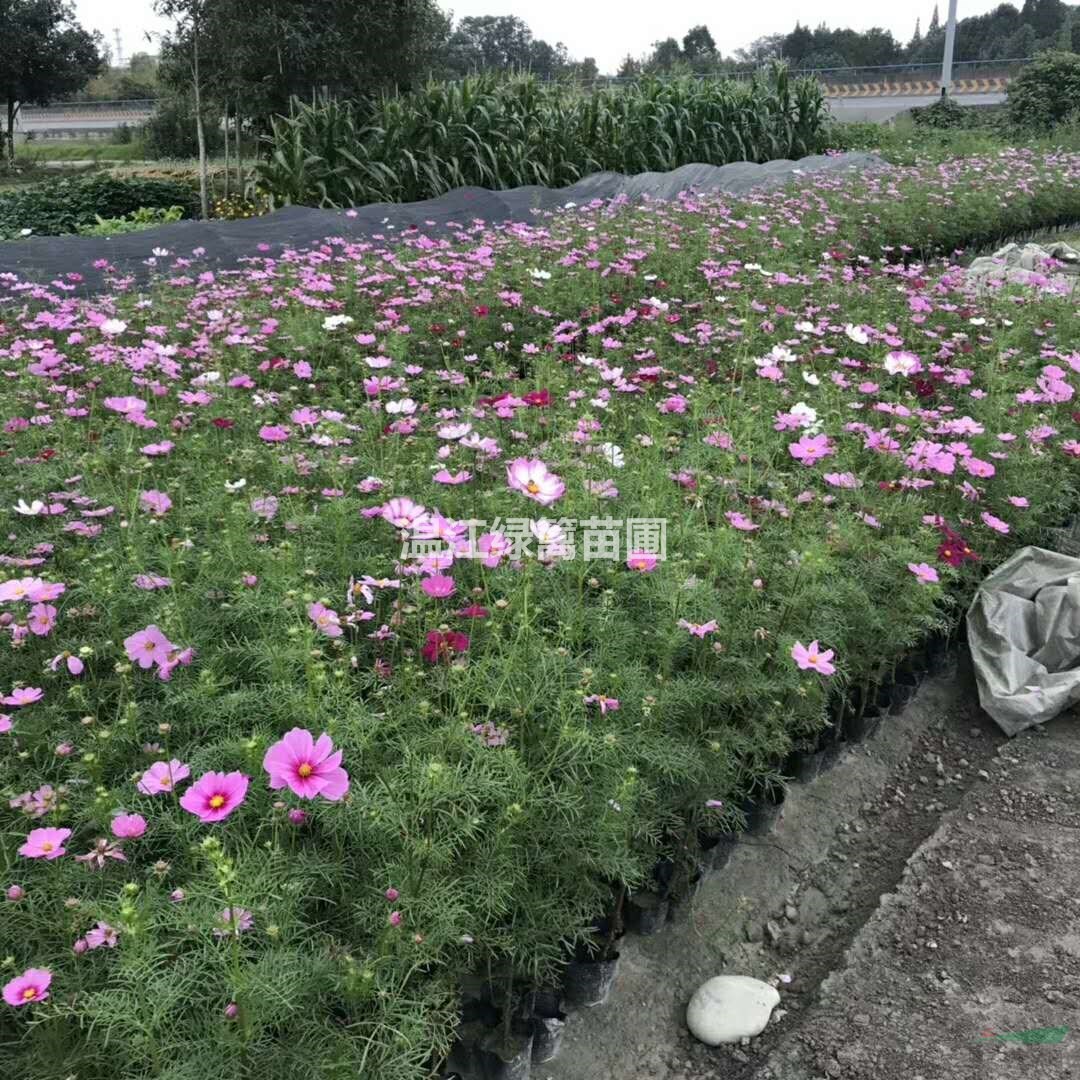 畢節(jié)太陽花種植基地