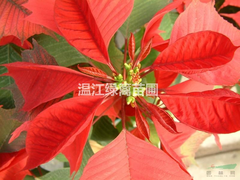 畢節(jié)一品紅種植基地虧本大甩賣 