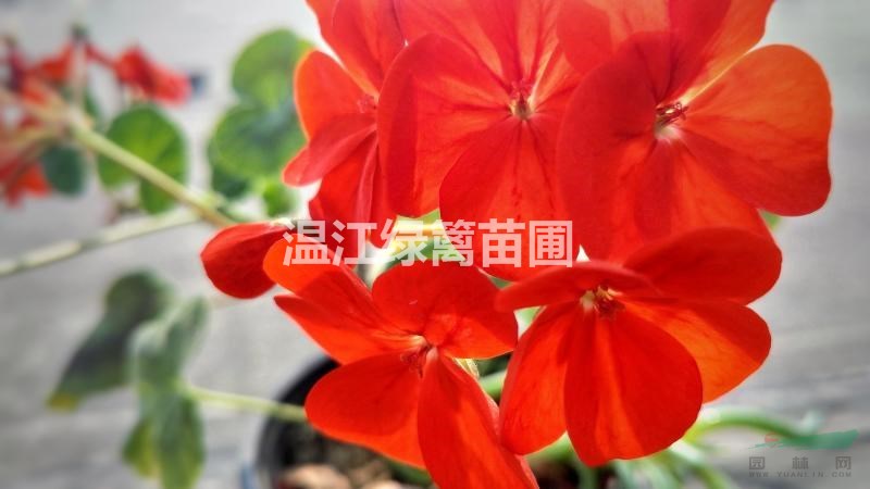 畢節(jié)一品紅種植基地虧本大甩賣 