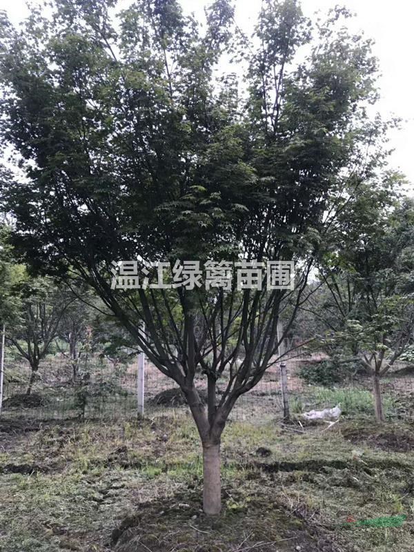 六盤水雞爪槭種植基地