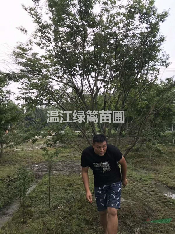 六盤水雞爪槭種植基地