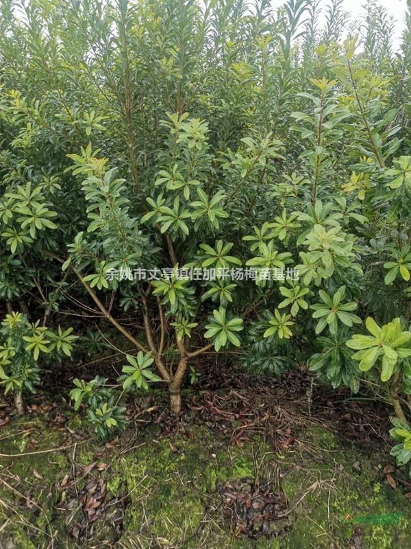 三公分楊梅樹新價(jià)格產(chǎn)地直銷