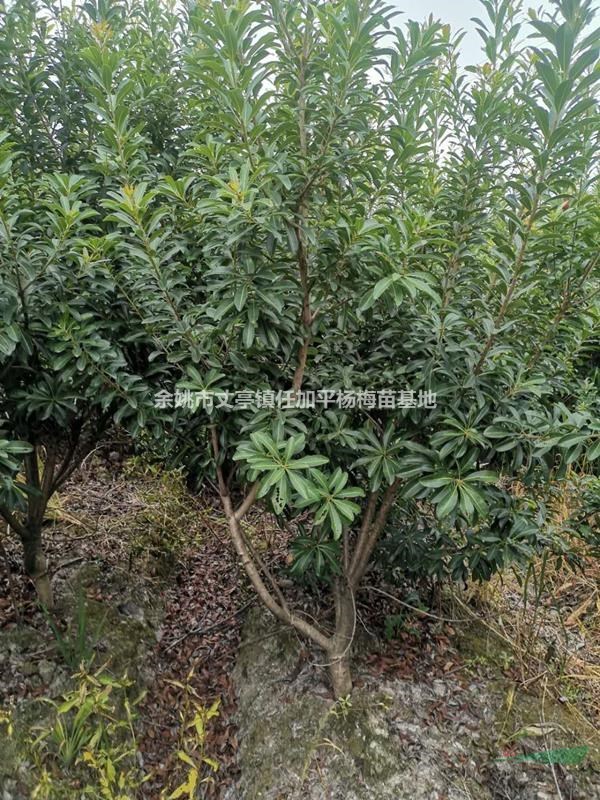 三公分楊梅樹新價(jià)格產(chǎn)地直銷