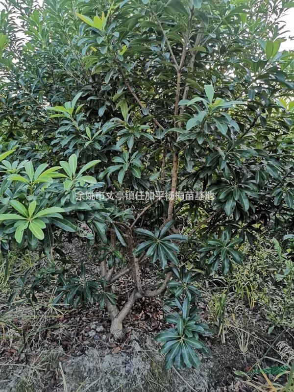 楊梅樹苗常年大量供應(yīng)質(zhì)優(yōu)價(jià)美
