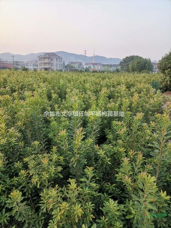 楊梅樹苗常年大量供應(yīng)質(zhì)優(yōu)價(jià)美