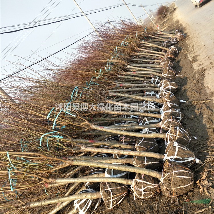 碧桃產地 紫葉碧桃價格 碧桃圖片 綠化工程苗木