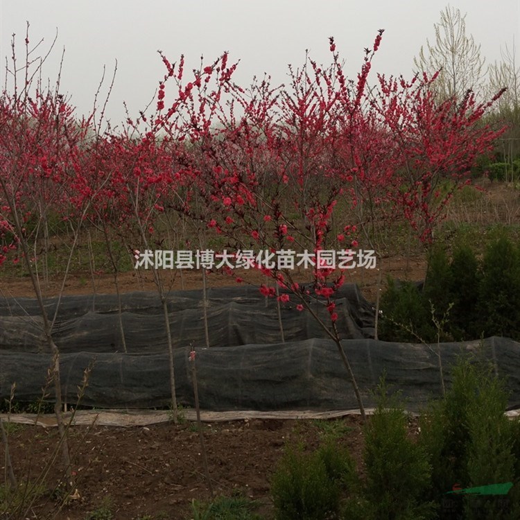 碧桃產地 紫葉碧桃價格 碧桃圖片 綠化工程苗木
