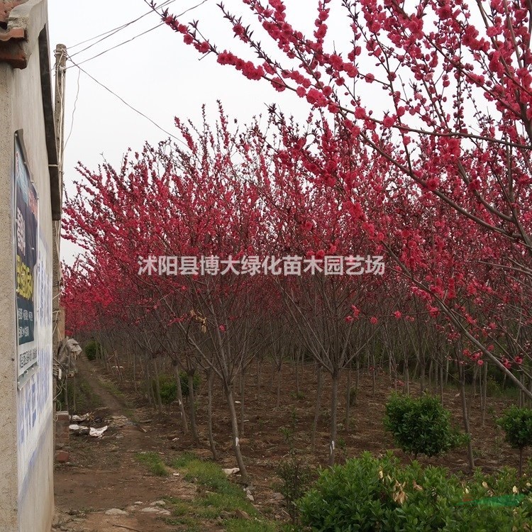 碧桃產地 紫葉碧桃價格 碧桃圖片 綠化工程苗木