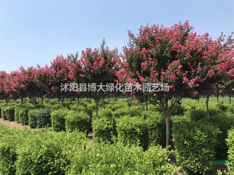 紫薇產地 紫薇價格 紫薇圖片 風景樹 綠化工程苗木