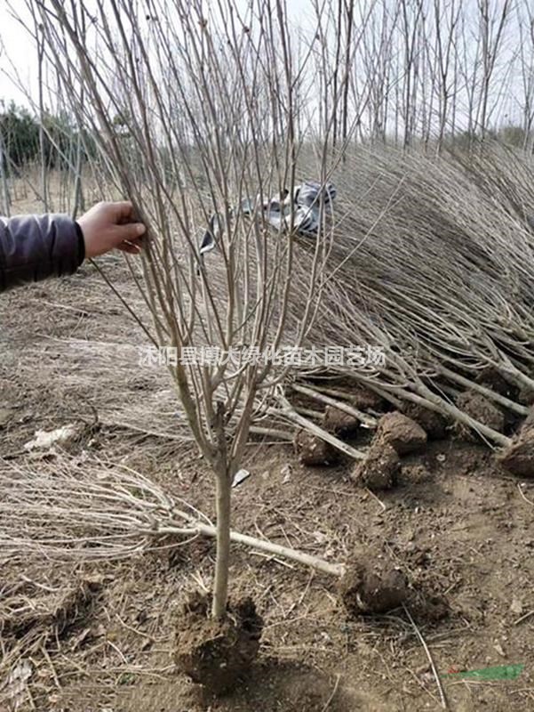 木槿產地 木槿價格 木槿圖片 木槿銷售 綠化工程苗木