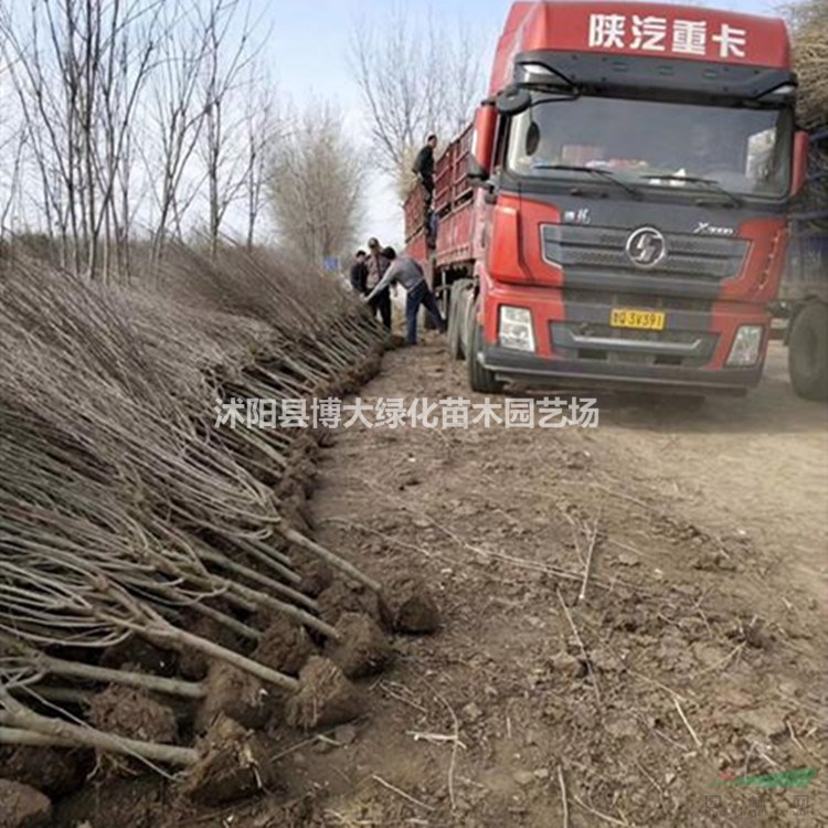 木槿產地 木槿價格 木槿圖片 木槿銷售 綠化工程苗木