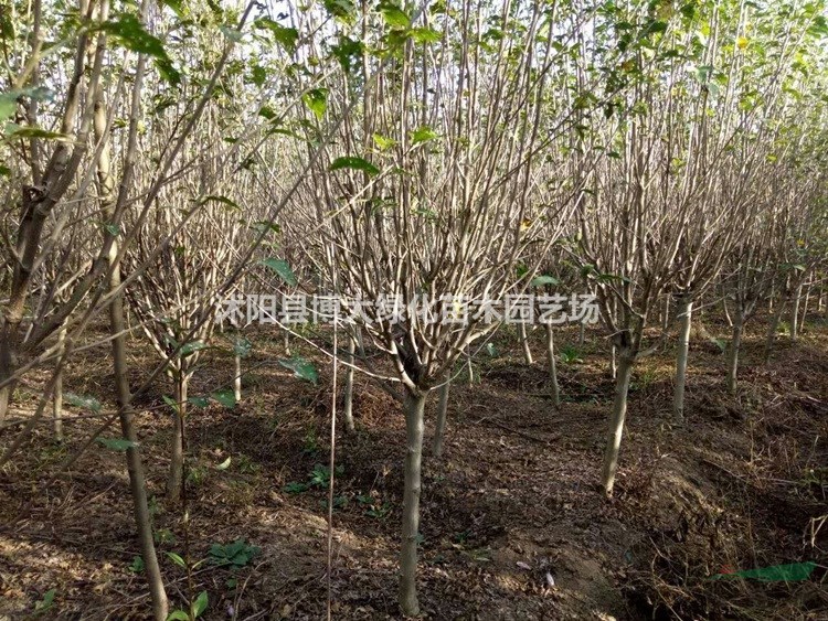 木槿產地 木槿價格 木槿圖片 木槿銷售 綠化工程苗木