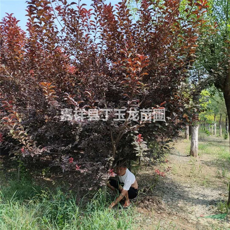 濟寧紅葉李哪里比較多?山東紅葉李基地大量供應