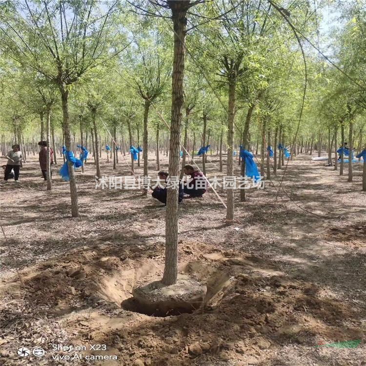 垂柳產地 垂柳價格 垂柳圖片 行道樹 綠化工程苗木