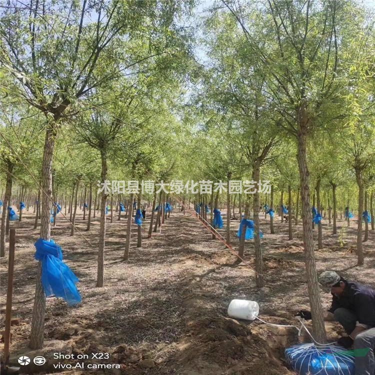 垂柳產地 垂柳價格 垂柳圖片 行道樹 綠化工程苗木