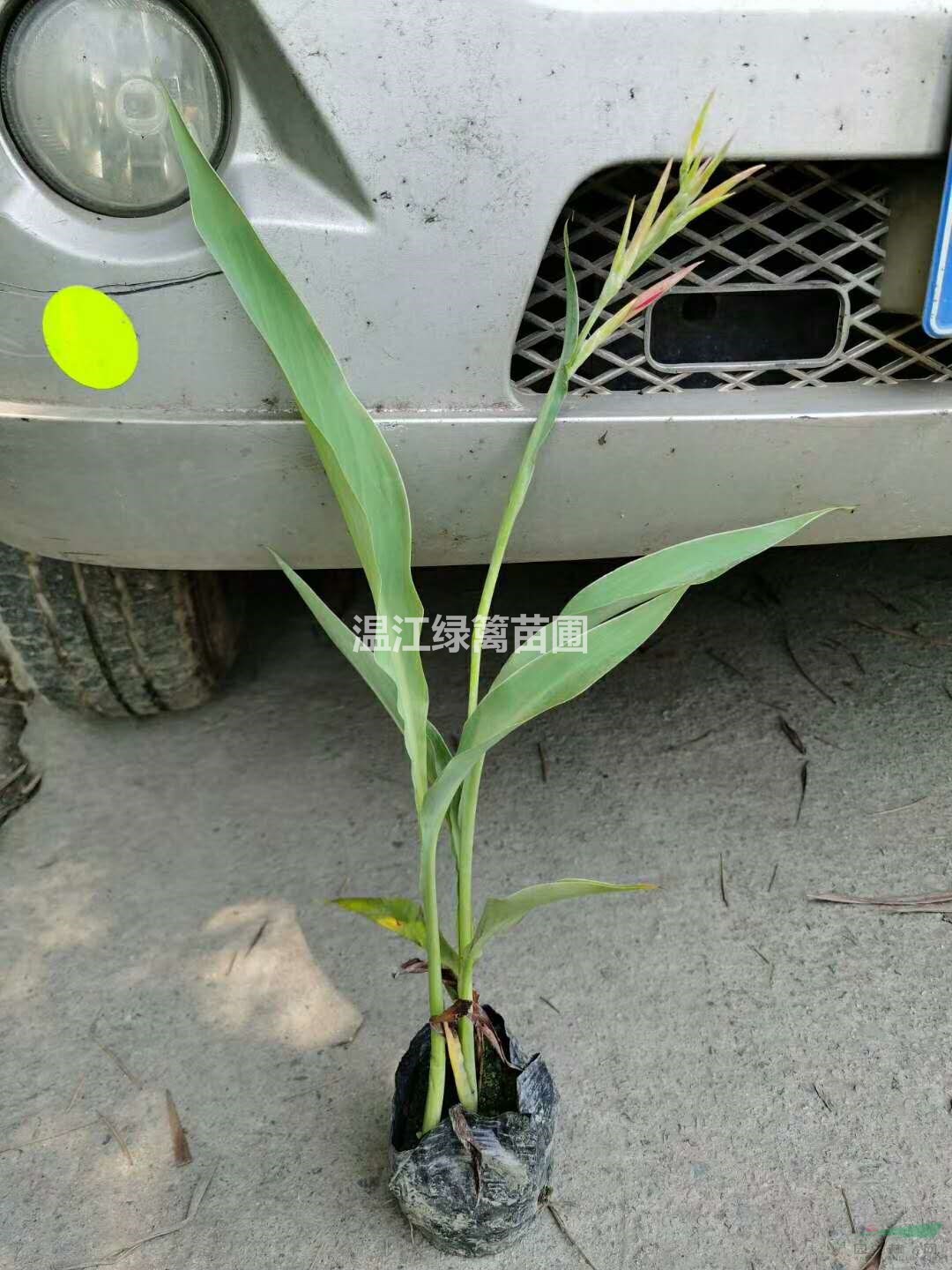 貴陽美人蕉種植基地