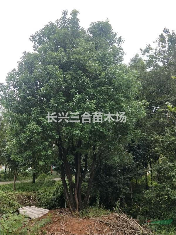 供应丛生香樟