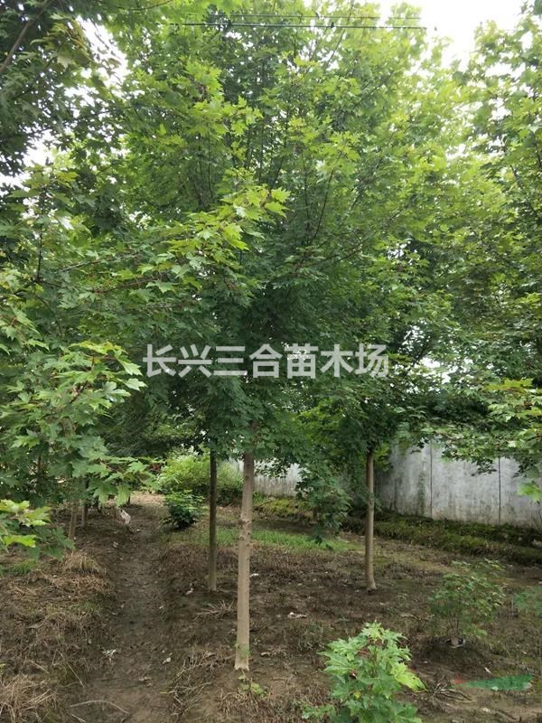 美国红枫